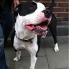 This Is Hastings - Dog Blog (Kimbo)